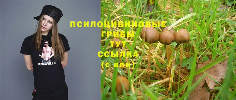 Псилоцибиновые грибы MAGIC MUSHROOMS  Ревда 